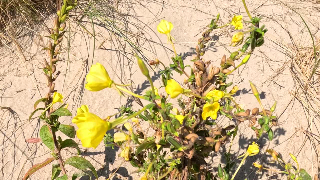 Klare, gule Oenothera drummondii blomster blomstrer på sandklitter i direkte sommersollys