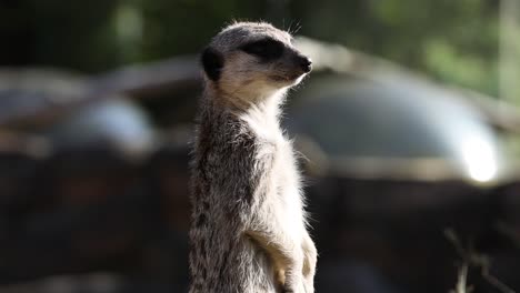 meerkat standing alert in forest environment