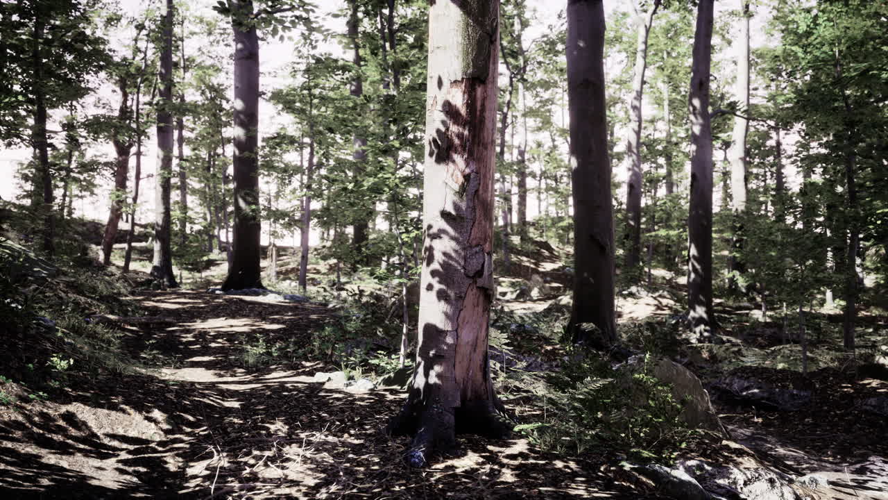 Le ultime luci del giorno che penetrano un bosco antico, subito dopo la pioggia.