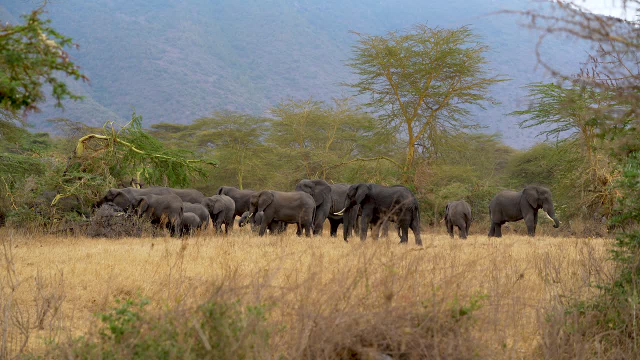 familia de elefantes africanos en la reserva del cráter de ngorongoro en tanzania alimentándose de árboles de vid, tiro amplio y estable de mano
