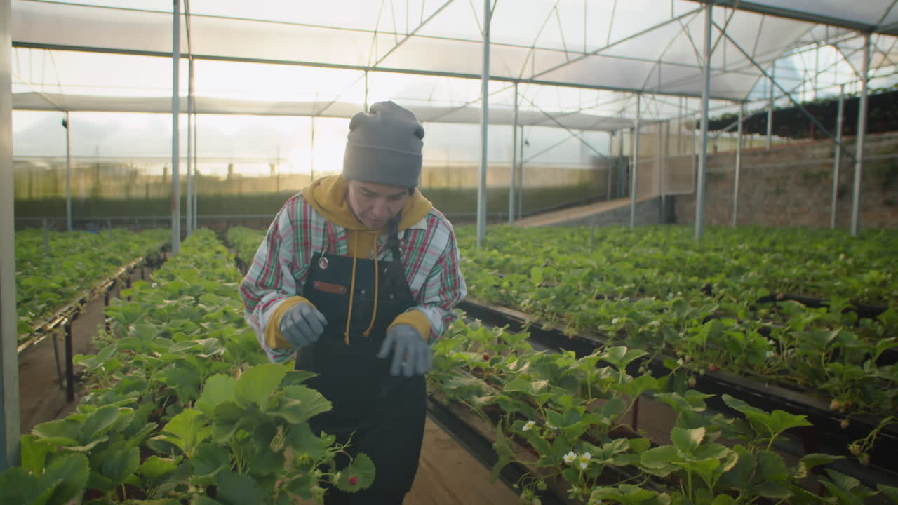 Female Worker Picking Up Ripe Strawberry in Greenhouse Farm