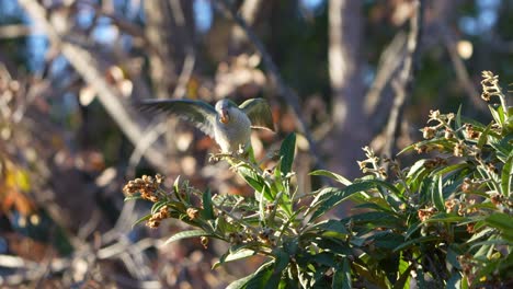 un periquito monje aterrizando en un árbol y alimentándose de frutos de níspero