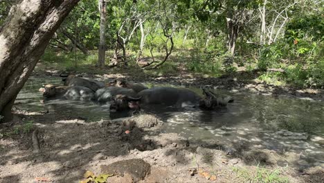 herd of asian water buffalo sitting in a muddy pond in komodo, indonesia