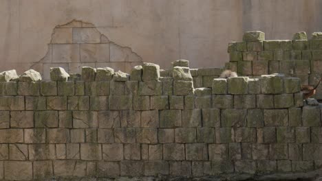 monkey hiding behind rock brick wall outdoor. wide