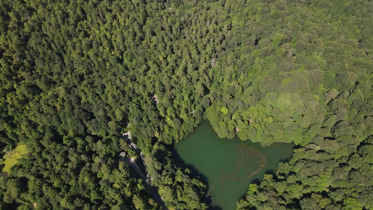bosque verde para un ambiente saludable