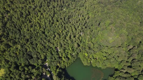 Green-Forest-For-Healty-Environment