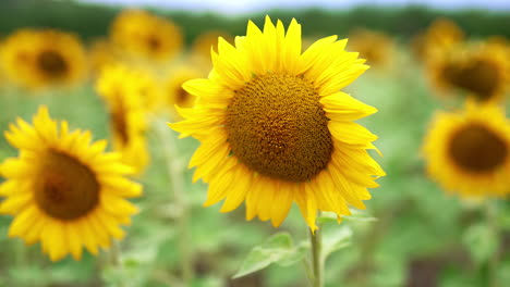 yellow bright sunflower with tender petals fluttering in the wind. lots of blossoming seed flower in the agricultural field. close up. blurred backdrop.