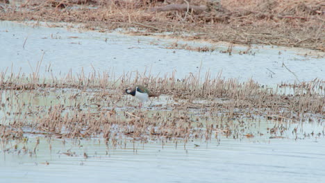 Northern-lapwing-grooming-its-feathers,-wading-in-shallow-lake-water