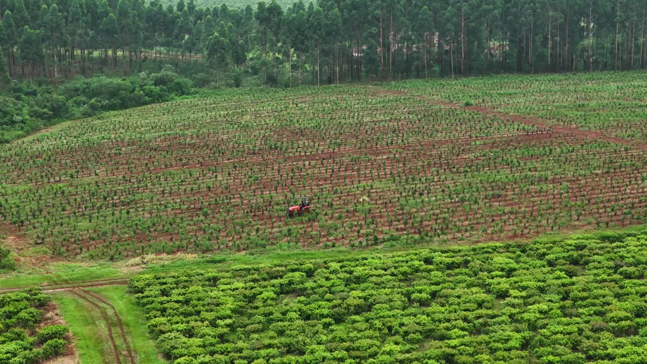 Drone aerial scenic pan of farmer on tractor tending to yerba mate crops plantation tourism farmland agriculture Santa Mar&iacute;a Misiones Argentina South America