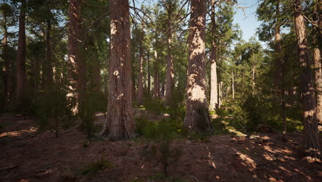 secuoyas gigantes en el parque nacional de secuoyas en california, ee.uu.