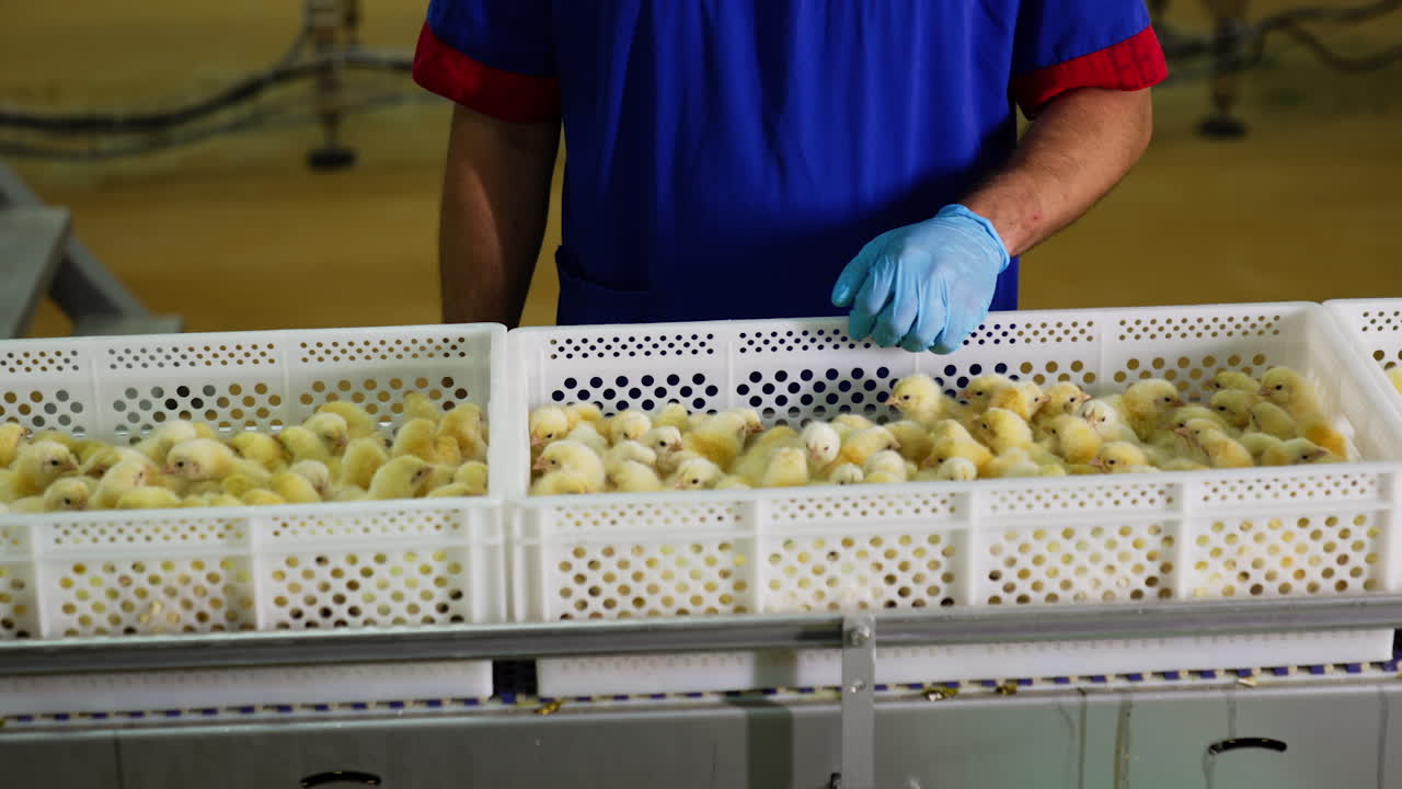 Worker of a poultry factory moves the chicks in the plastic boxes. Examining domestic birds at the plant.