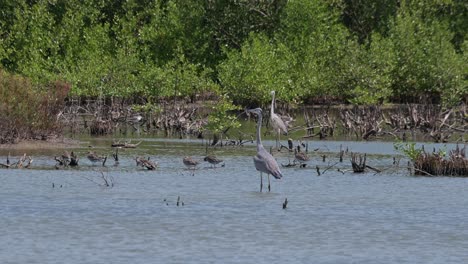 Dos-Individuos-Vistos-En-Un-área,-Uno-Al-Frente-Y-Otro-Atrás,-Se-Alejan-Hacia-La-Derecha,-Otras-Aves-Se-Divierten-Acicalándose-Y-Alimentándose,-Garza-Gris-Ardea-Cinerea,-Tailandia