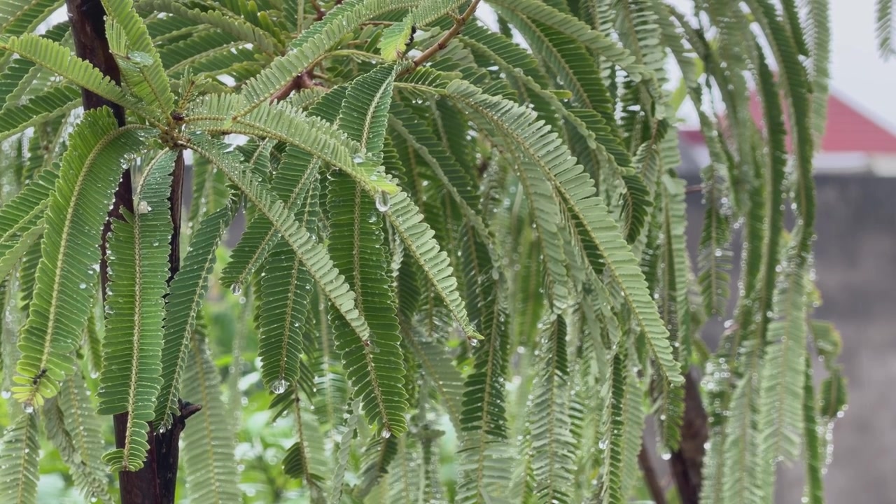 Primo piano di goccioline di pioggia aggrappate alle delicate foglie verdi di un albero di amla, creando una scena naturale e fresca dopo la pioggia