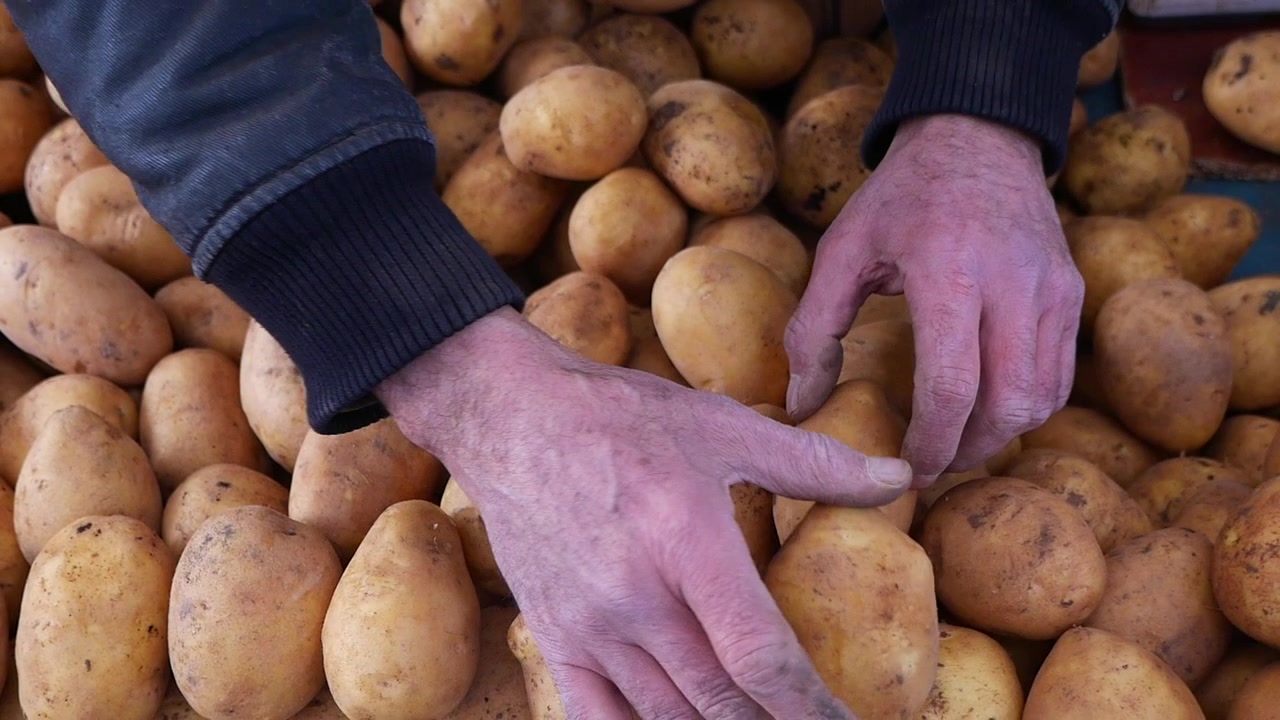Farmer Sorting Freshly Harvested Potatoes at Market