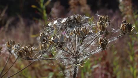 rosebay willowherb seeds caught up in spider web on umbilifer seed head in late summer