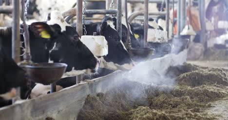 cow eating hay in farm barn agriculture dairy cows in agricultural farm barn 6