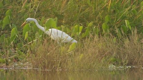 heron hunting on pond area