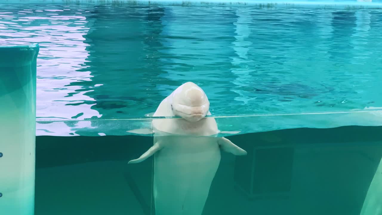 Beluga whale peeks over the water surface in an aquarium tank