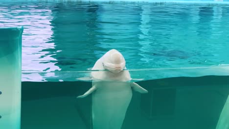 beluga whale peeks over the water surface in an aquarium tank