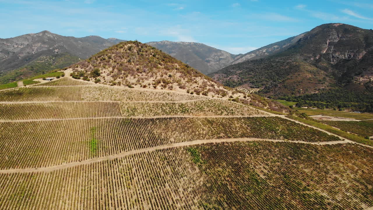 Vista aerea di un vigneto su una collina