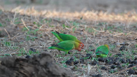 tres pájaros enamorados de fischer alimentándose de semillas en el suelo