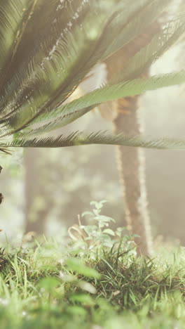 tranquil cycad and grass in the morning sunlight