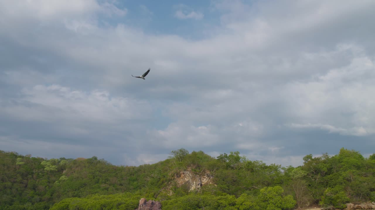 águila de mar de vientre blanco con el cielo azul y las nubes en el fondo - toma de ángulo bajo