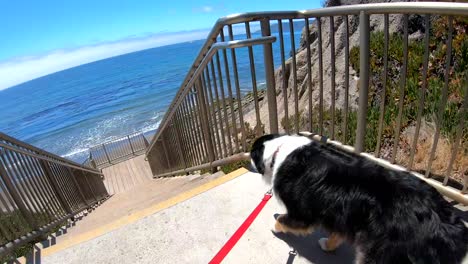 dog at the beach looking at ocean