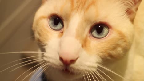 close up of flame point siamese cat