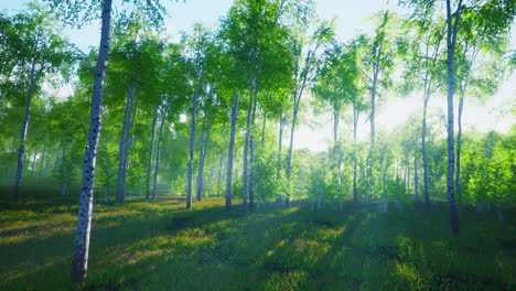 Panorama-of-birch-forest-with-sunlight