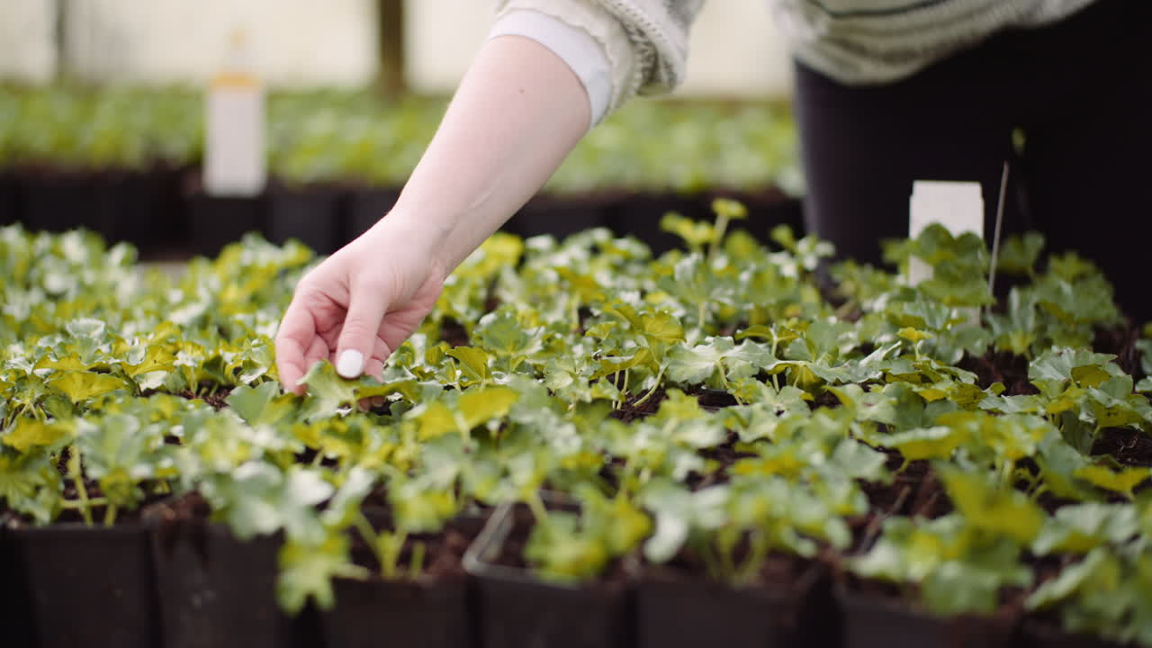 꽃 모종을 조사하는 농업 여성 정원사 6
