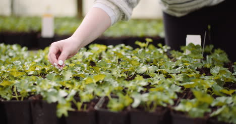 Agriculture-Female-Gardener-Examining-Flower-Seedlings-6