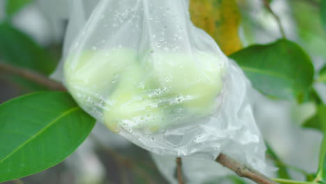 Embolsado-De-Frutas-Protegiendo-El-Agua-Manzana-Rosa-De-Los-Murciélagos-En-El-Huerto