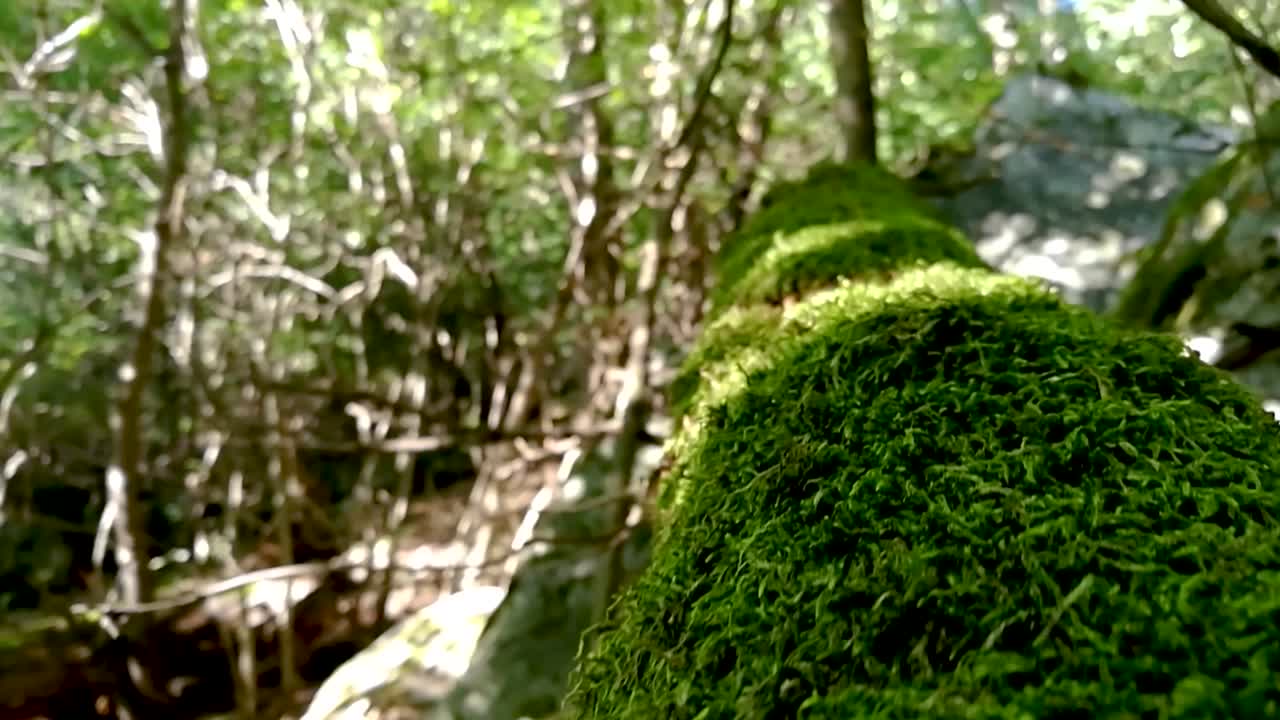 moviéndose a lo largo de un tronco de árbol viejo cubierto con una gruesa capa de musgo verde en un bosque profundo, parte 2, slomo