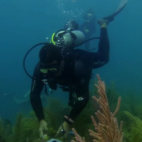 un buzo se encuentra de cerca con un tiburón de arrecife en el caribe