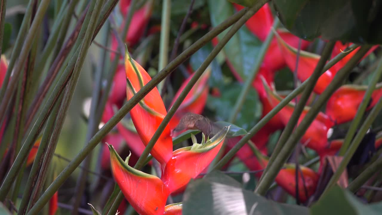 코스타리카의 정글에서 히비스커스 꽃을 먹는 청동색 은둔자 벌새