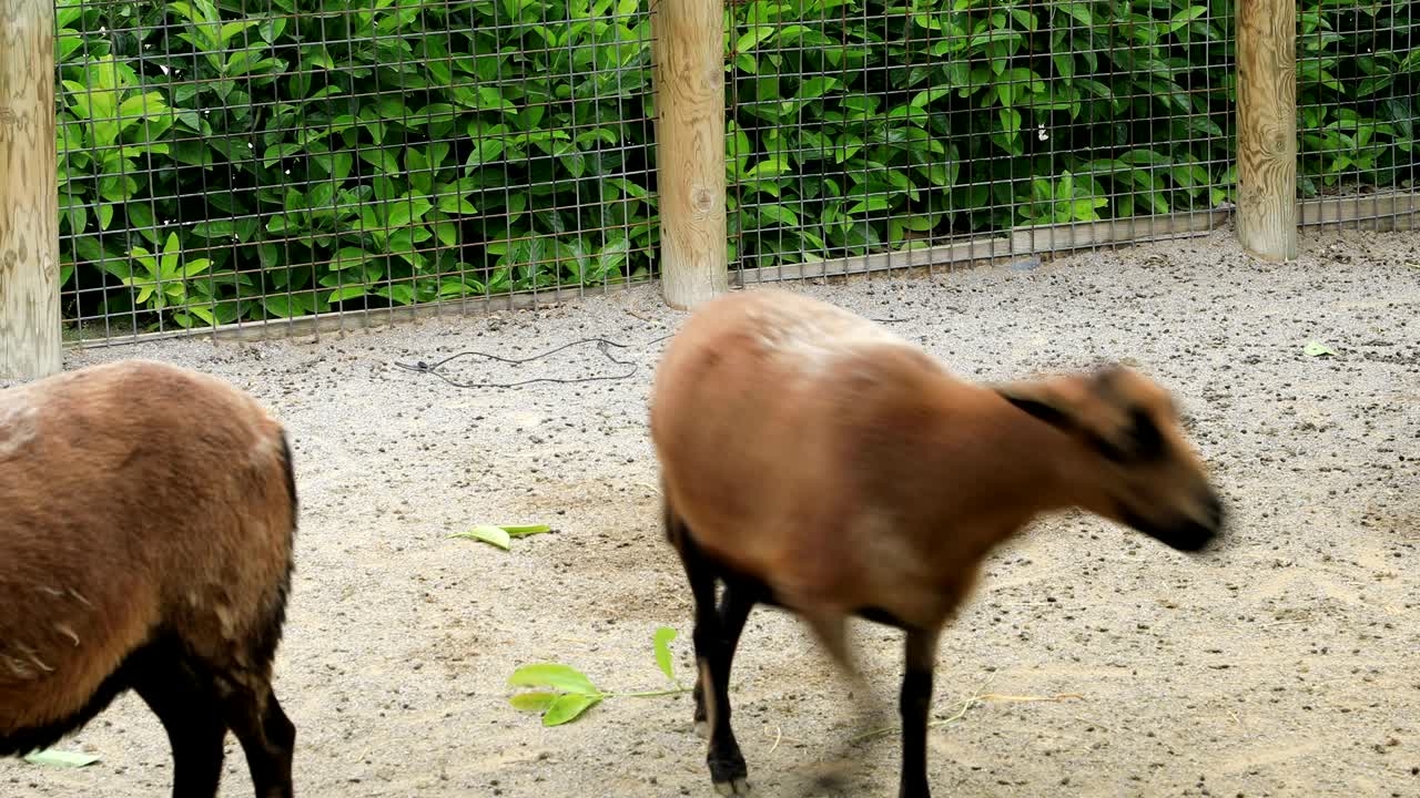 cabras en una granja