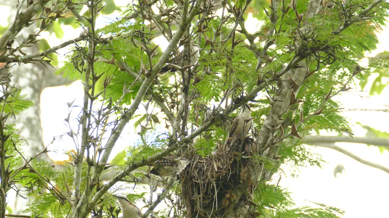 Group Of Rufous Naped Wrens Perched On Tree Branch Near Nest. Low Angle, Locked Off