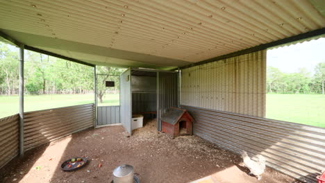 pullback as chickens chook in corrugated medal shed pen run into house