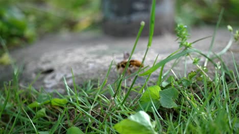 Profilseitenansicht-Einer-Wespe,-Die-Schnell-Mit-Den-Flügeln-Flattert,-Während-Sie-Den-Boden-Erkundet