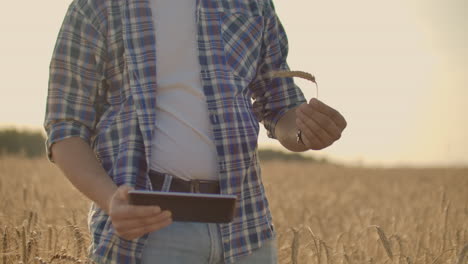 Un-Hombre-Con-Sombrero-Y-Jeans-Con-Una-Tableta-En-Cáncer-Toca-Y-Mira-Los-Brotes-De-Centeno-Y-Cebada,-Examina-Las-Semillas-Y-Presiona-El-Dedo-En-La-Pantalla-Táctil-Al-Atardecer.