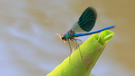 libélula azul en una hoja