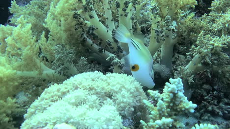 follow shot of assasi triggerfish swimming, feeding among healthy coral