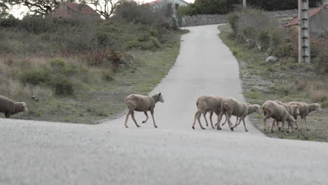 Eine-Schafherde-Rennt-über-Die-Straße-Und-Bewegt-Sich-Zu-Einem-Anderen-Weidefeld-In-Serra-De-Aire-E-Candeeiros,-Portugal-–-Kamerafahrt