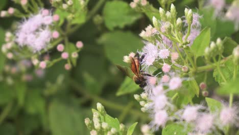 Las-Abejas-Recogen-Miel-De-Las-Flores-Silvestres