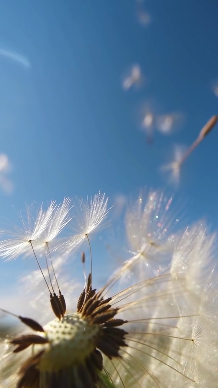 Primo piano di semi di tarassaco che volano nel vento contro un cielo blu