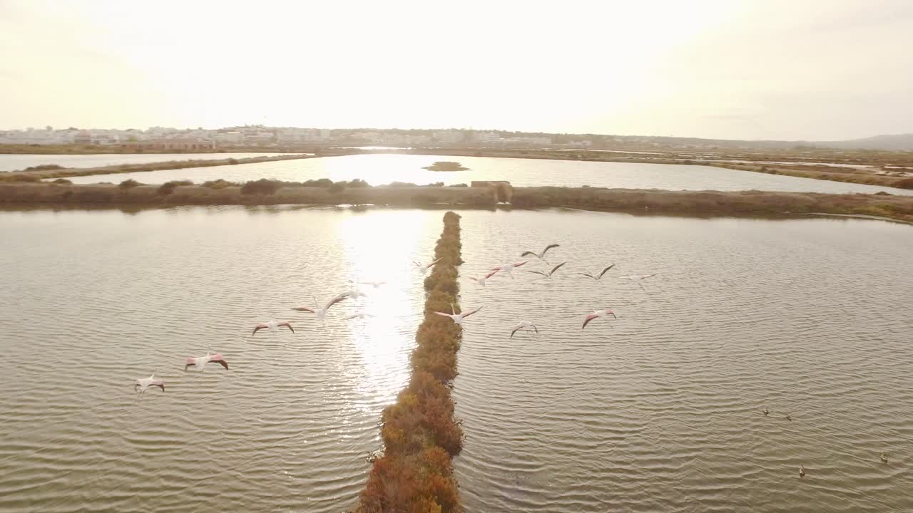 Pink Flamingos Over Salt Flats