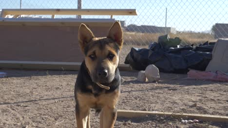 closeup scene of a beautiful lonely german sheperd looking at the camera on a deserted construction site