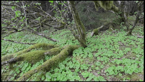 panorámica izquierda tiro sitka raíces de aliso y falso lirio del valle en el bosque en el puerto de pavlof en el sureste de alaska