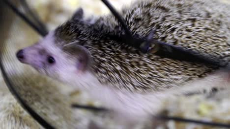 concept of office hard work, race, stress, workaholic. hedgehog in wheel like squirrel in wheel loopable